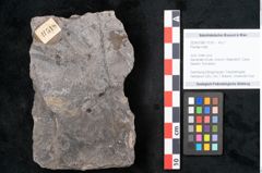 Foto (Objekt + Etikett) von Plantae indet.  (NHMW-GEO-2024-0188-11518)